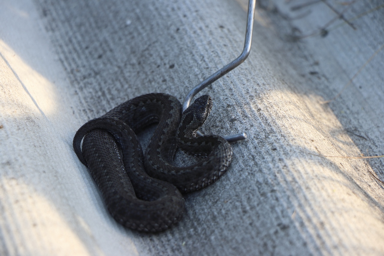 Ползучая фобия, или почему не стоит бояться змей | Заповедник Белогорье
